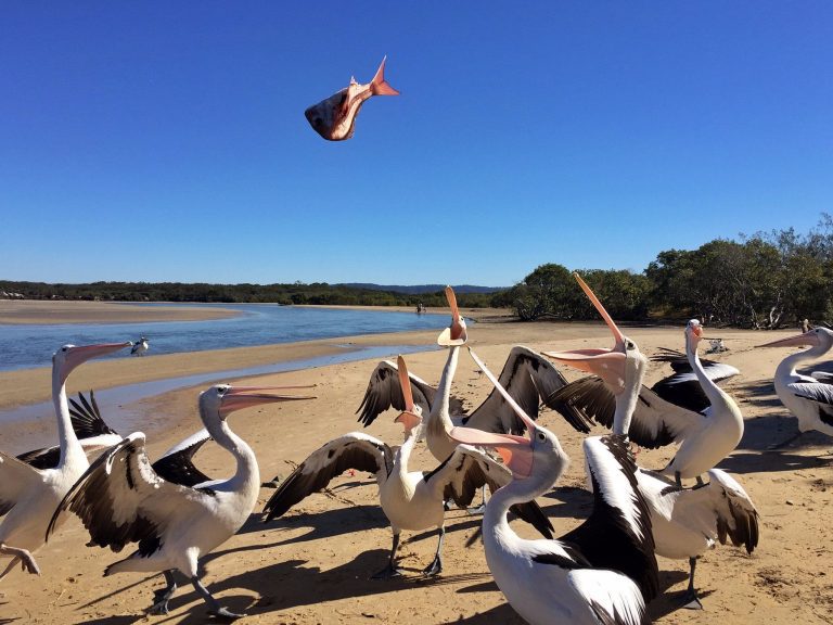 Feeding the Pelicans on Sandon River