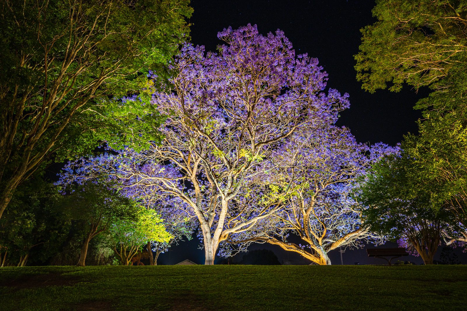 Grafton Jacaranda Season Illuminate