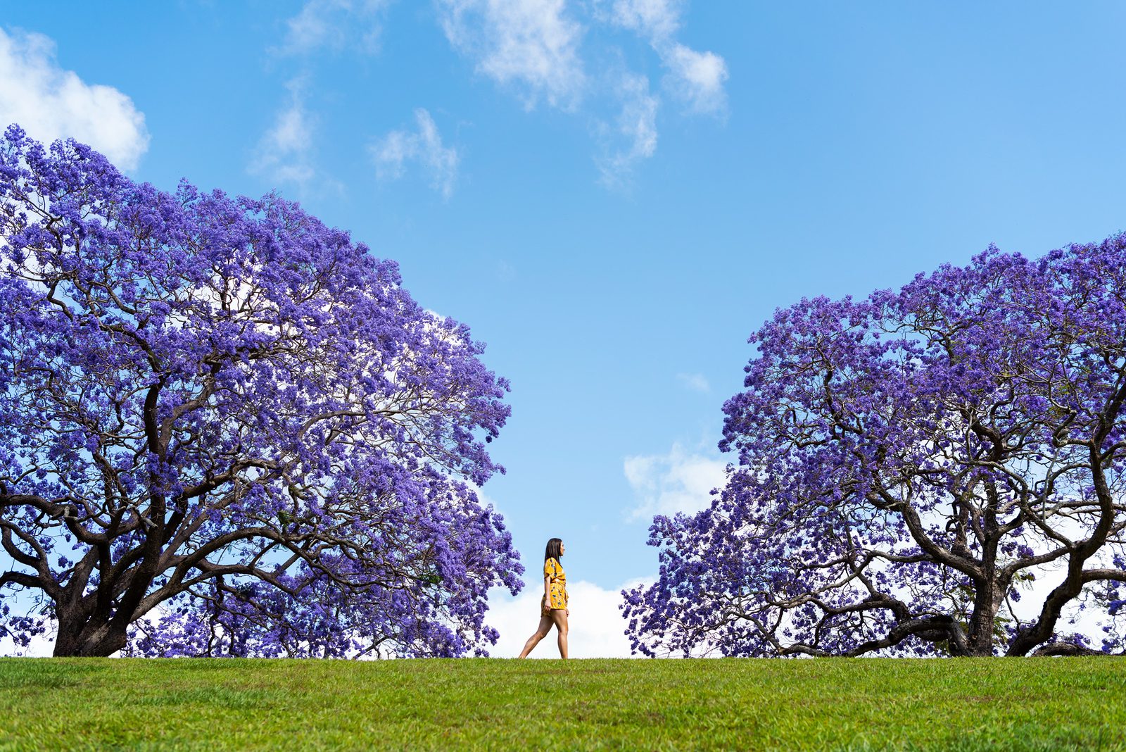 Grafton Jacaranda Season 2022