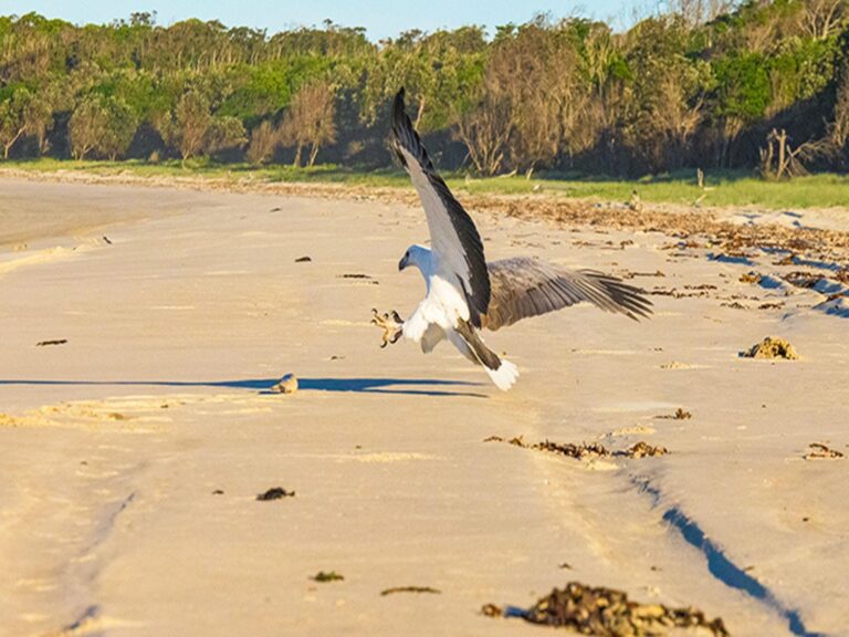 Sea eagle swooping to catch prey on Shark Bay beach. Photo: Jessica Robertson/OEH.