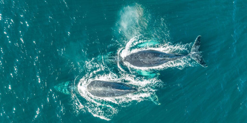 Whale Watching in the Clarence Valley