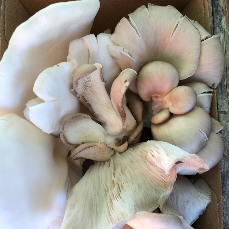 Gourmet Mushrooms.