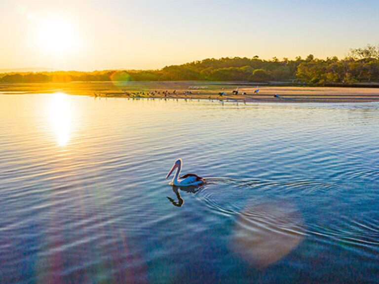 A pelican on Sandon River at Sandon River campground in Yuraygir National Park. Photo: Jessica