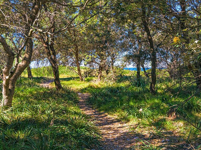 The path to the beach from Angourie Bay picnic area in Yuraygir National Park. Photo: Jessica