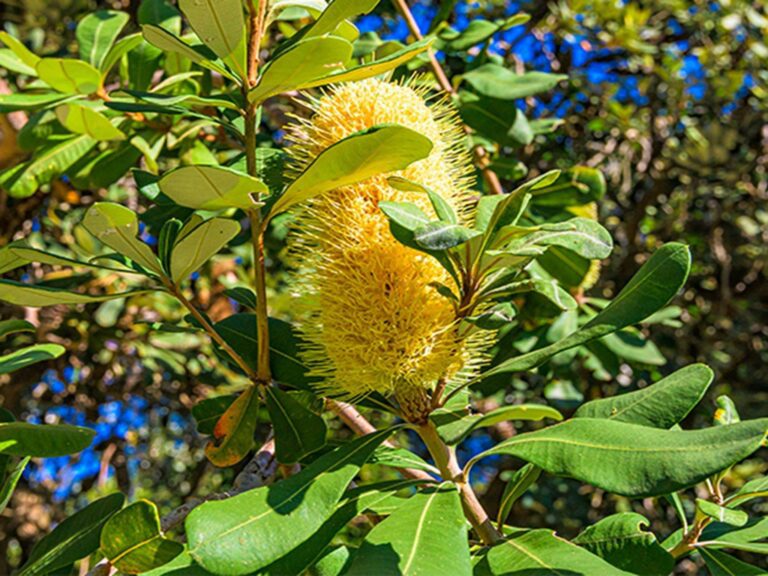 Close-up of coastal vegetation, including yellow banksia flower. Photo: Jessica Robertson/OEH.