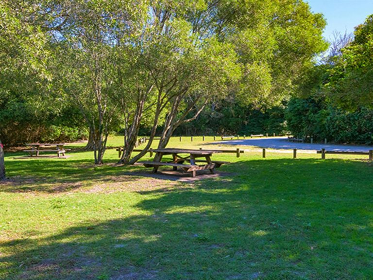Back Beach picnic area surrounded by coastal bushland, showing picnic tables among trees and shade.
