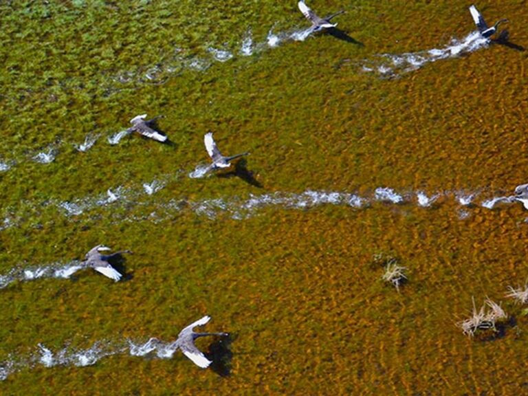 Birds flying over Everlasting Swamp wetland after rain. Photo: L Orel/OEH