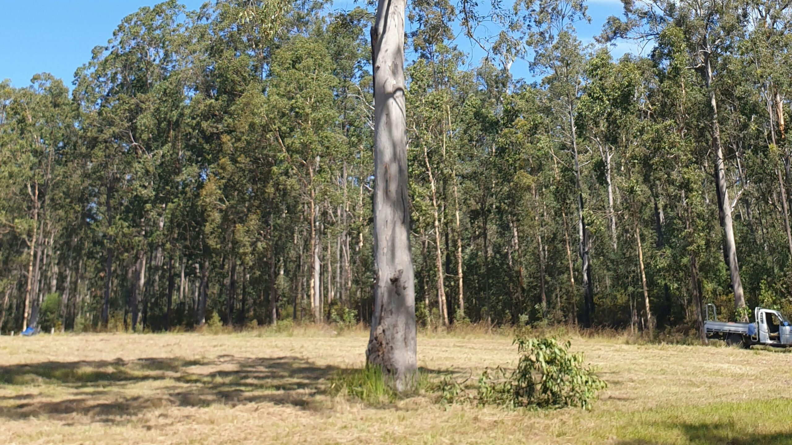 The Bulbin - Clarence Valley